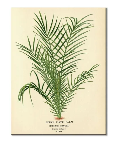 Spiny Date Palm - obraz na płótnie