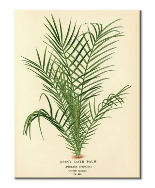 Spiny Date Palm - obraz na płótnie