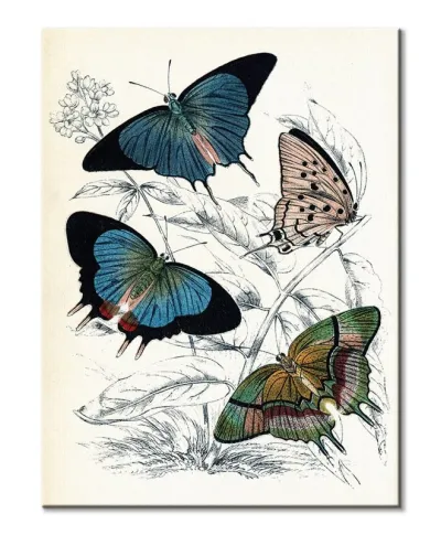 Butterflies II - obraz na płótnie