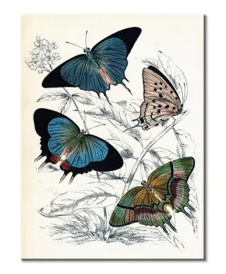 Butterflies II - obraz na płótnie