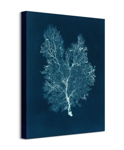 Sea Fan III - obraz na płótnie