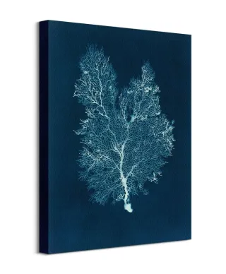 Sea Fan III - obraz na płótnie