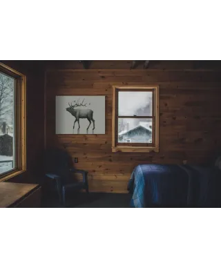 Calling Elk - obraz na płótnie