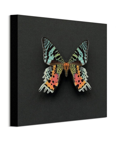 Kolorowy Motyl - obraz na płótnie