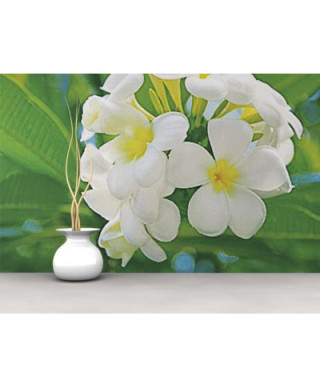 Fototapeta na ścianę - Frangipani Blossoms (Kuramathi Island) - 366x254 cm
