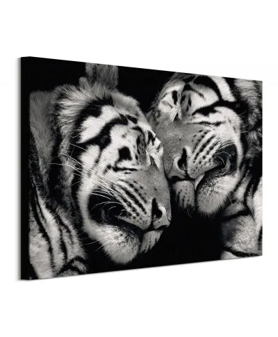 Sleeping Tigers - obraz na płótnie