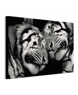 Sleeping Tigers - obraz na płótnie