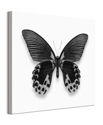 Czarny Motyl - obraz na płótnie