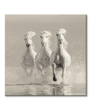 Three White Horses - obraz na płótnie