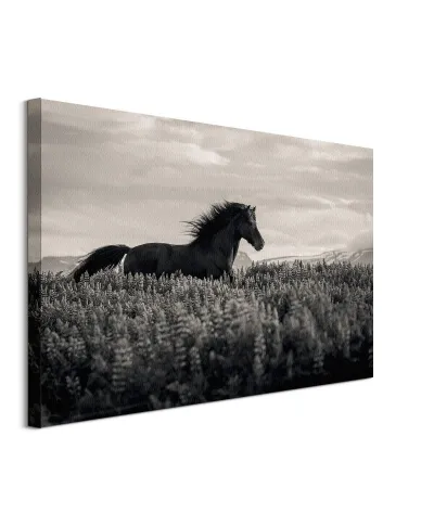 Little Black - obraz na płótnie