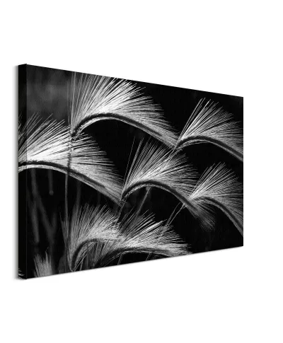 Grass Curls - obraz na płótnie