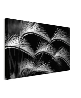Grass Curls - obraz na płótnie