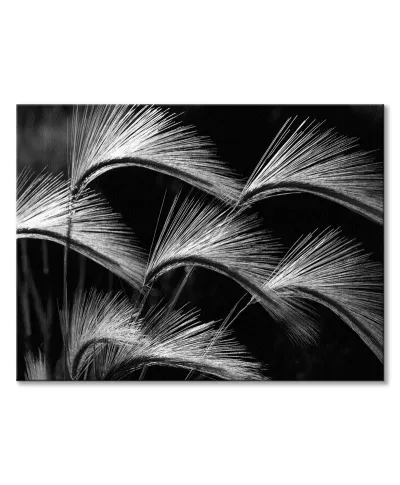 Grass Curls - obraz na płótnie