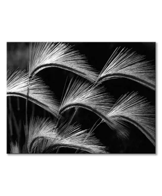 Grass Curls - obraz na płótnie