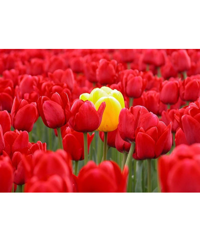 Fototapeta do sypialni - Tulipany - 254x183 cm