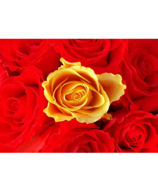 Fototapeta na ścianę  Czerwone i żółte róże - 254x183 cm