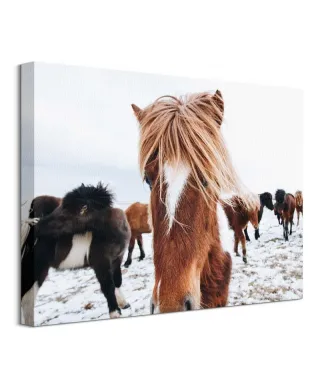 Icelandic Horse - obraz na płótnie