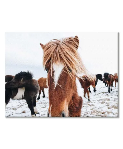 Icelandic Horse - obraz na płótnie