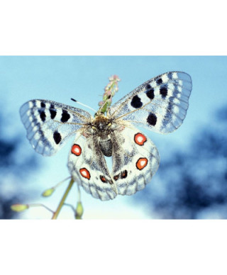 Fototapeta na ścianę -  Motyl Apollofalter - 254x183 cm