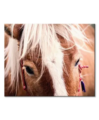 Switzerland horse - obraz na płótnie