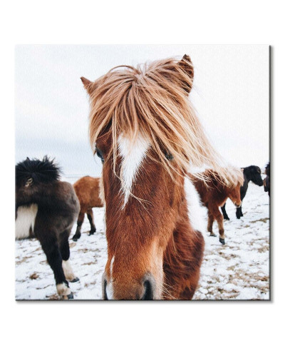 Icelandic Horse - obraz na płótnie