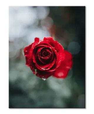 International Rose Test Garden - obraz na płótnie