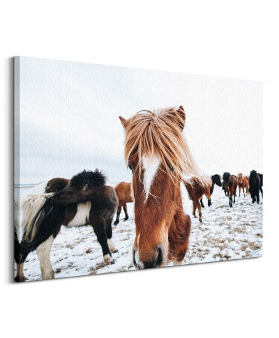 Obraz na ścianę - Konie - Icelandic Horse