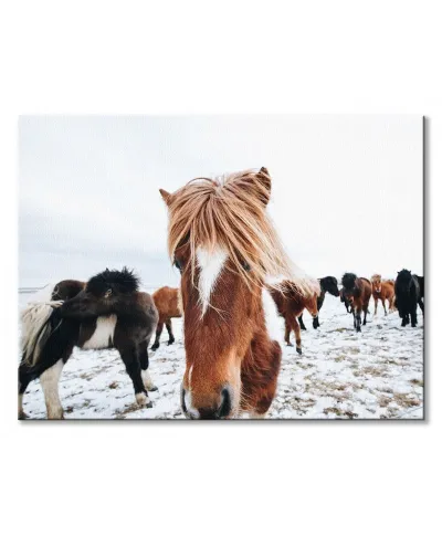 Obraz na ścianę - Konie - Icelandic Horse