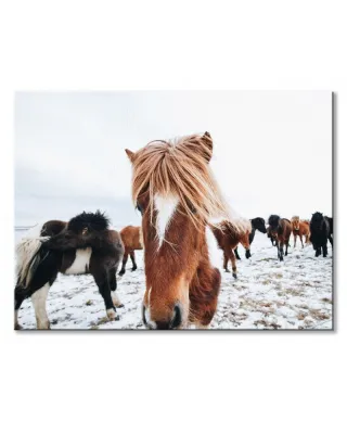 Obraz na ścianę - Konie - Icelandic Horse