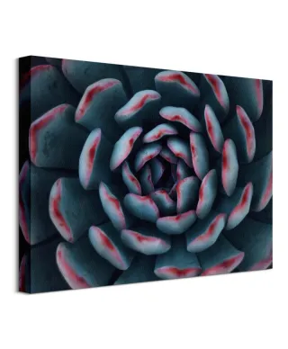 Israeli cactus - obraz na płótnie