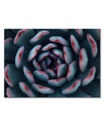 Israeli cactus - obraz na płótnie