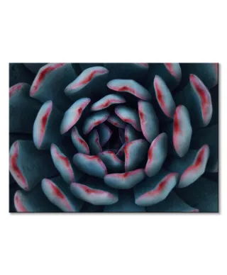 Israeli cactus - obraz na płótnie