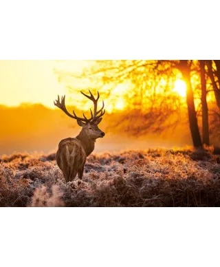 Golden Stag - plakat