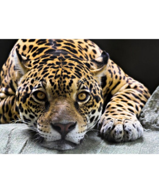 Fototapeta na ścianę Jaguar - 254x183 cm