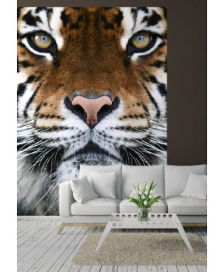 Fototapeta na ścianę - Tygrys - 183x254 cm