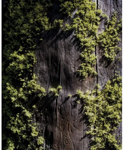 Green Path - plakat