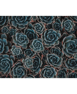 Succulents - plakat