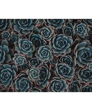 Succulents - plakat