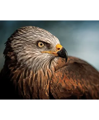 Eagle - plakat
