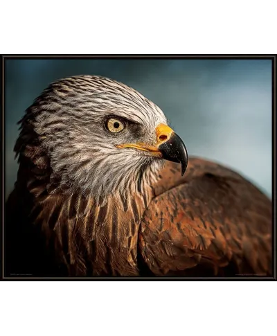 Eagle - plakat
