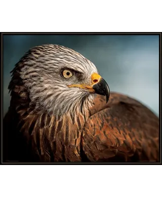Eagle - plakat