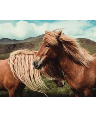 Horses with mane - plakat