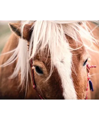 Switzerland horse - plakat