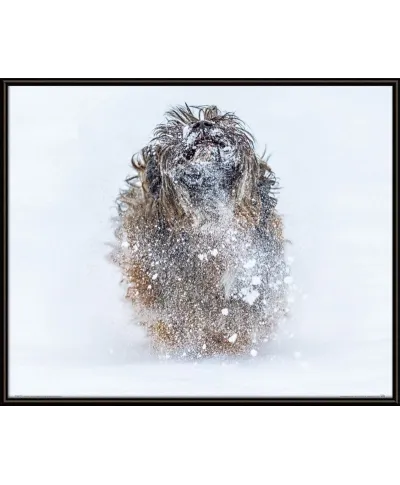 Snowy Dog - plakat