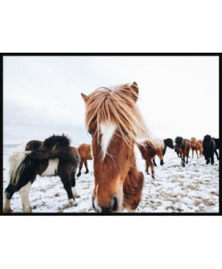 Icelandic Horse - plakat