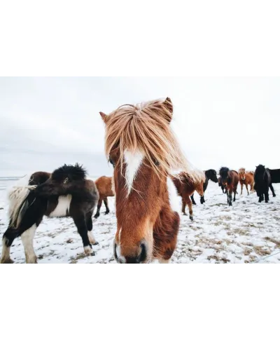 Icelandic Horse - plakat