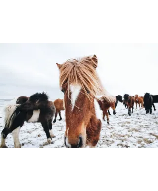 Icelandic Horse - plakat
