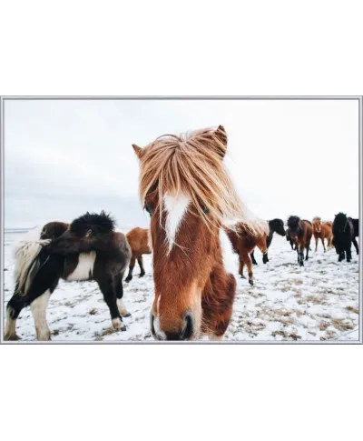 Icelandic Horse - plakat
