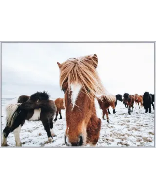 Icelandic Horse - plakat