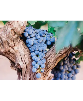 Plakat na ścianę - Fioletowe winogrona - Purple Grapes - 50x70 cm